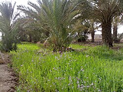 A farm in the town of Qurna 1